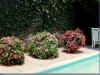 Pool3Pots.jpg (89529 bytes)