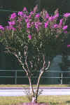 pruning2.jpg (82207 bytes)