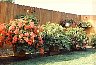 ClayPots5.jpg