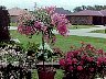 Grafted1.jpg
