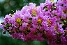 Lavender3.JPG